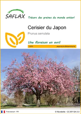Image de SAFLAX  - Cerisier du Japon - 30 graines - Prunus