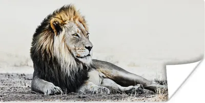 Produktbild von MuchoWow® Poster Löwen - Farben - Illustration 80x40 cm - Wanddeko