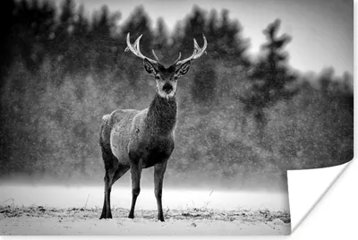 Produktbild von MuchoWow® Poster Tiere - Hirsche - Winter - Schwarz - Weiß 60x40 cm - Schlafzimmerdekoration