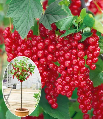 Produktbild von BALDUR Garten Johannisbeeren 'Rote Rovada', 1 Stamm, Ribes rubrum Johannisbeerstamm Beerenobst winterhart, mehrjährig, pflegeleicht, reiche Ernte an essbaren Früchten