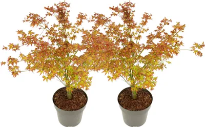 Produktbild von Japanischer Ahorn - 2 Stk - Acer palmatum Little Princess - Höhe 45-55cm - ⌀19cm