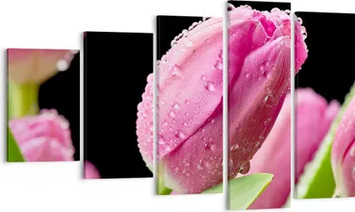 Produktbild von Bild auf Leinwand - Leinwandbild - Tulpe Blumen Tau - 100x60cm - Wand Bild - Wanddeko - Wandbilder - Leinwanddruck - Bilder - Kunstdruck - Wanddekoration - Leinwand bilder - Wandkunst - EG100x60-2483