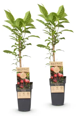 Produktbild von Green boutiQ - Obstpflanze - Actinidia deliciosa Ken,s Red - Kiwi-Pflanze - Weiblich - Rote Frucht - 2 Pflanzen - Topf 15cm - Höhe 50cm
