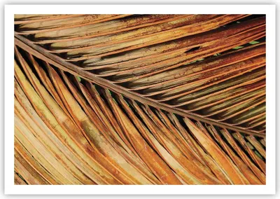Produktbild von Poster - Poster ohne Rahmen - Orange Blatt Tropisch - 100x70 cm - Wand Bild - Wanddeko - Wandbilder - Kunstposter - Wandposter - Bilder - Kunstdruck - Wanddekoration - Wandbild - P2XAA100x70-4876