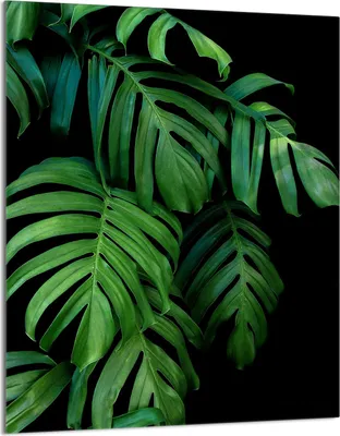 Produktbild von Glasschneidebrett 40x52 Monstera