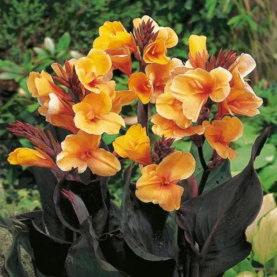 Immagine prodotto di Canna Kanna Paciorecznik Louis Cotone 1 pezzo di talea di canna