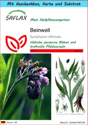 Produktbild von SAFLAX Geschenk Set - Beinwell - Symphytum officinale - 15 Samen - Mit Geschenkbox, Versandaufkleber, Geschenkkarte und Anzuchtsubstrat