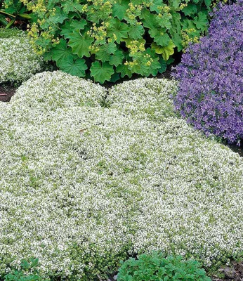 Produktbild von BALDUR Garten 9x Winterharter Weißer Polsterthymian, Pflanzen im 9x9 cm-Topf, Thymus praecox albiflorus, Polsterthymian, Thymian Pflanze, blühende & winterharte Staude, mehrjährig, bienenfreundlich