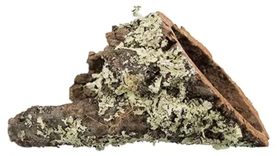 Produktbild von TRIXIE Korkröhre, Unterstand/Plattform, Meerschweinchen, Kaninchen, Holz, Holz, 190 mm, 550 mm