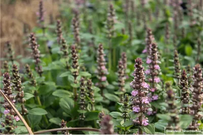 Produktbild von 6 x Ajuga reptans 'Rosea' - Kriechendes Zen-GrŸn im 9x9cm Topf