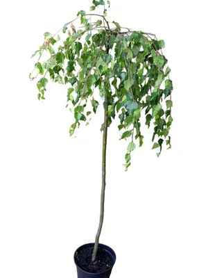 Produktbild von Trauerbirke ‘Youngii’ 160–170 cm – Betula pendula Hängebirke, winterhart, dekorativer Zierbaum für Garten