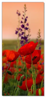 Produktbild von Wallario selbstklebende Türtapete 93 x 205 cm - Mohnblumen auf dem Feld - Abwischbar, rückstandsfrei zu entfernen