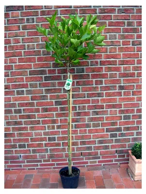 Produktbild von Platanus acerifolia Alphens Globe - Stamm, Kugelplantane (Höhe: 180 cm) + Dünger