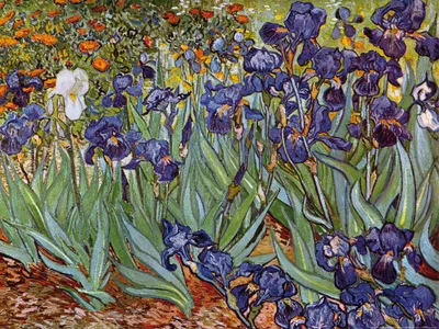 Obrázek produktu pro Vincent Van Gogh umění tisk obrazu - Iris,1889 (60 x 80 cm)