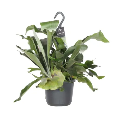 Produktbild von Platycerium Bifurcatum Ø17Cm - ↕30Cm