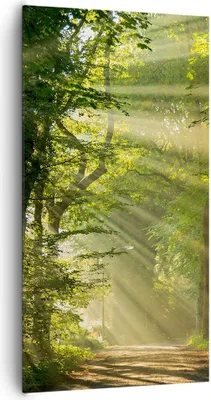 Produktbild von Bild auf Leinwand - Leinwandbild - Wald Baum Natur - 65x120cm - Wand Bild - Wanddeko - Wandbilder - Leinwanddruck - Bilder - Kunstdruck - Wanddekoration - Leinwand bilder - Wandkunst - PA65x120-3661