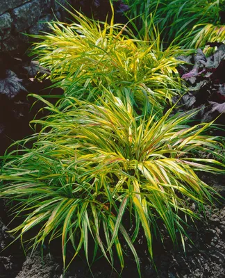 Produktbild von Hakonechloa macra 'Beni Kaze', Japanisches Berggras, ca. 11x11 cm Topf