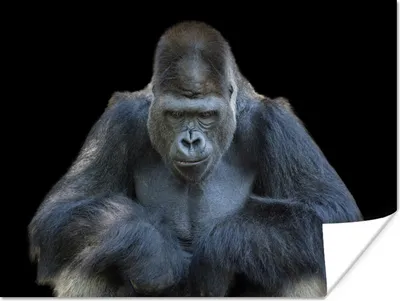 Produktbild von MuchoWow® Poster Ein Gorilla schaut eindrucksvoll in die Kamera 40x30 cm - Plakate für die Wände - Poster Wohnzimmer