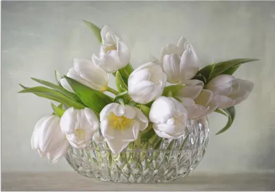 Produktbild von ARTland Wandbild Alu für Innen & Outdoor Weiße Tulpen Größe: 60x40 cm