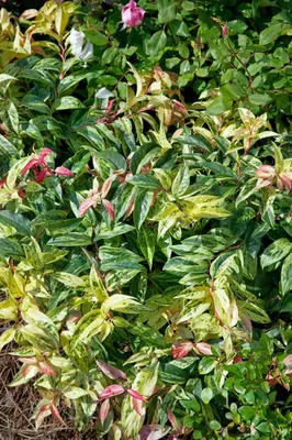 Produktbild von Leucothoe fontanesiana 'Rainbow', Traubenheide, buntes Laub, 20–30 cm