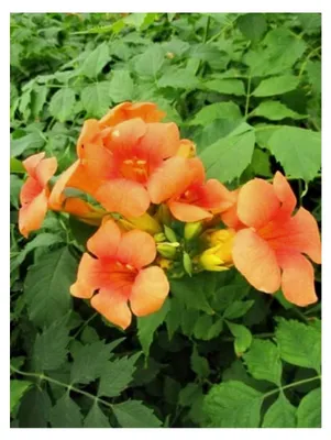 Produktbild von Campsis Grandiflora - Trompetenblume 60-80