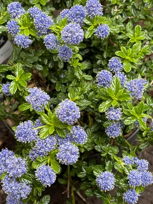 Immagine prodotto di Ceanothus 'Blue Mound' - Fiore a sacco contenitore da 25-30 cm