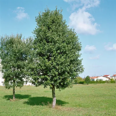 Produktbild von Quercus ilex, Steineiche, immergrün, 80–100 cm