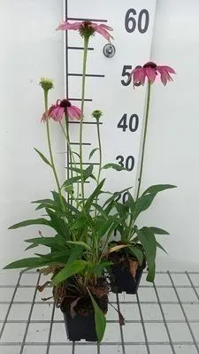 Obrázek produktu pro 6 x Echinacea purp. purple Emperor' - Echinacea - květináč 9 x 9 cm
