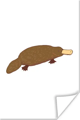 Produktbild von MuchoWow® Poster Schnabeltier - Weiß - Kinder - Jungen - Mädchen 80x120 cm - Papierdruck