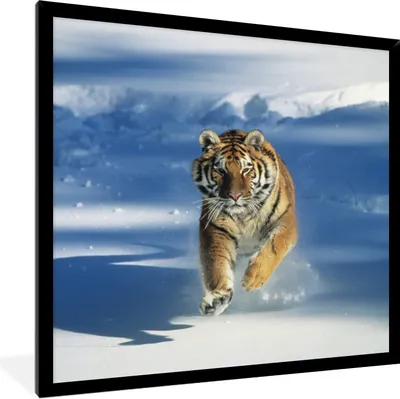 Produktbild von MuchoWow® Gerahmtes Poster Tiger - Schnee - Lauf 40x40 cm - Poster mit Schwarzem Bilderrahmen Wandposter Rahmen Foto Bilder - Mit Rahmen - Wanddekoration Schlafzimmer