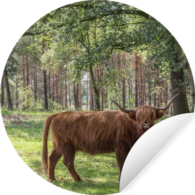 Produktbild von MuchoWow® Runde Wandtattoo - Wandsticker Tapete Aufkleber Schottischer Highlander - Kröte - Baum Ø 50 cm Selbstklebend und Repositionierbar - Wandaufkleber - Kreis - Wand Kreis - Wand Bild - Foto Tapete - Selbstklebende - Wohnzimmerdekoration - Wand Dekoration - Kinderzimmer