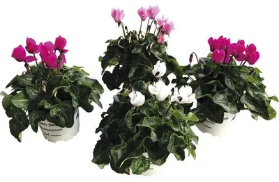Produktbild von Alpenveilchen Patio Mix FloraSelf Cyclamen persicum Ø 10/11 cm Topf