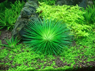 Produktbild von Aquarium Pflanze Eriocaulon cinereum Tropica Nr.091 TC in Vitro