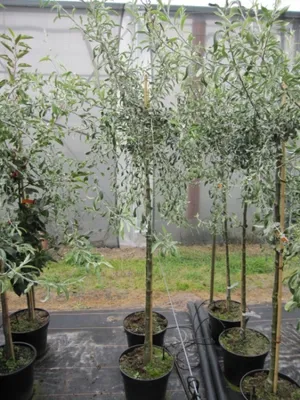 Produktbild von Hängende Wildbirne - Weidenblättrige Hänge-Birne - Pyrus salicifolia Pendula - 100-150cm