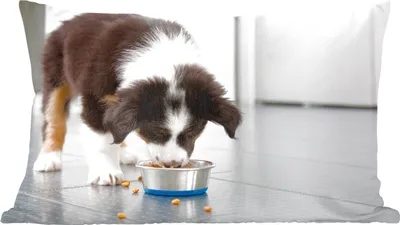 Produktbild von MuchoWow® Zierkissen Sofakissen Wohnzimmer Dekokissen 50x30 cm Ein Border Collie frisst - Wohnzimmerdekoration - Polster mit Photo