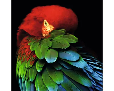 Produktbild von Glasbild Parrot in the jungle 30x30 cm