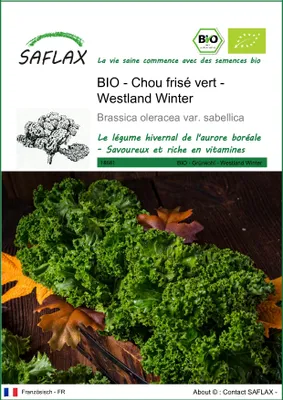 Image de SAFLAX -- Chou frisé vert - Westland Winter - 70 graines - Brassica