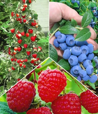 Produktbild von BALDUR Garten 5er Beeren Naschgarten, Pflanzen im Topf/Topfballen, winterhart, Rubus idaeus, Vaccinium corymbosum, Fragaria x ananassa, Klettererdbeere, Heidelbeere, Himbeere, reiche Ernte