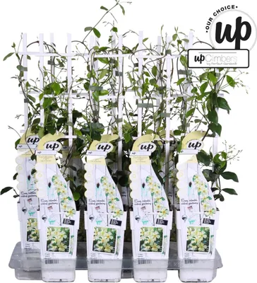 Obrázek produktu pro Trachelospermum jasminoides 60-70 cm toskánský hvězdicový jasmín