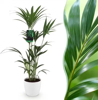 Produktbild von Howea Forsteriana - Kentia Palm - Pflegeleicht - Grün - mit Potter White - 120-130cm - Ø21cm - Zimmerpflanze - Komplettes Set - Pflanze mit Topf