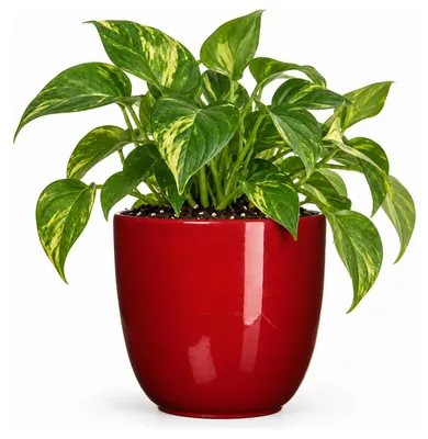 Produktbild von Mica Decorations Blumentopf - rot - Keramik - 10 x 9 cm