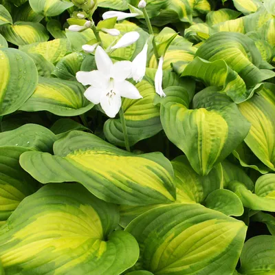 Immagine prodotto di Hosta Funkia da giardino Avocado 1 pz. Piantina Piantine di Hosta Funkie
