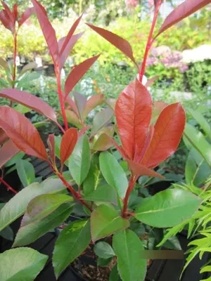 Produktbild von Photinia fraseri Red Light - Glanzmispel Red Light 40-60
