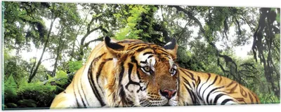 Produktbild von Bilder auf glas - Einteilig - Tiger Dschungel Ruhe - 90x30cm - Glasbilder - Wandbilder - Bilder - zum Aufhängen bereit - Wanddekoration aus Glas - Glas Bilder - Wandbild auf Glas - GAB90x30-4166