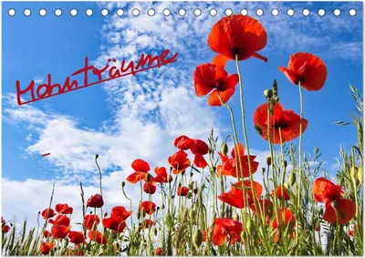 Produktbild von Mohnträume (Tischkalender 2025 DIN A5 quer), CALVENDO Monatskalender