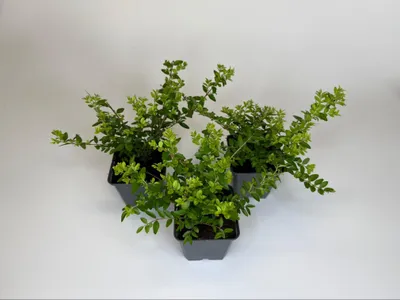 Produktbild von 150 Stück, Topf 9cm, Bodendecker Lonicera nitida Maigrün