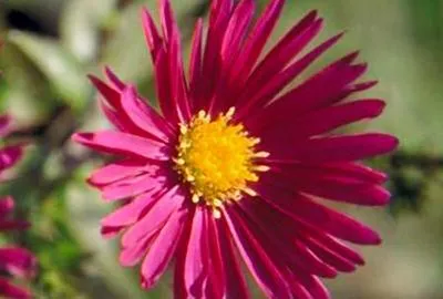 Image de 6 x Aster n.-b. 'Crimson Brocade' - Aster d'automne - Pot 9 x 9 cm