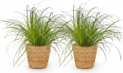Zdjęcie produktu dla Cyperus Alternifolius Zumula - trawa dla kotów - zestaw 2 sztuk roslin