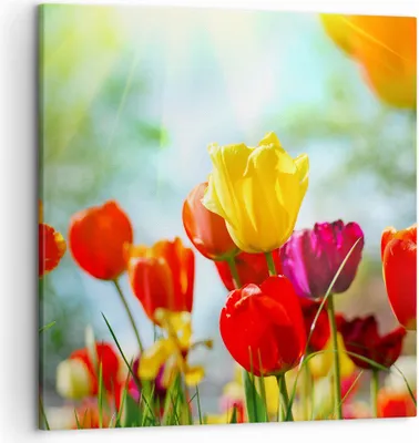 Produktbild von Bild auf Leinwand - Leinwandbild - Tulpe Blume Plantage Wiese - 50x50cm - Wand Bild - Wanddeko - Leinwanddruck - Bilder - Kunstdruck - Wanddekoration - Leinwand bilder - Wandkunst - AC50x50-2566