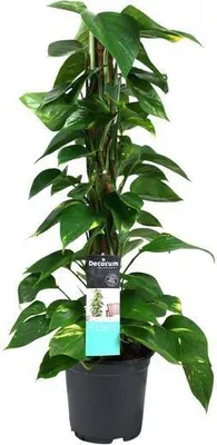 Immagine prodotto di Edera rampicante (Epipremnum Scindapsus) Ø19 cm ↕80 cm - Pianta rampicante purificatrice dell'aria